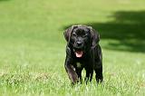 CANE CORSO 1198